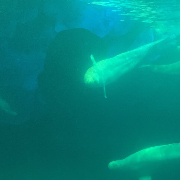 12/28/2023 tarihinde Jason H.ziyaretçi tarafından Shedd Aquarium'de çekilen fotoğraf
