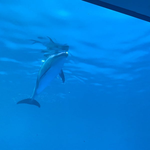 Photo taken at Shedd Aquarium by Jason H. on 12/28/2023