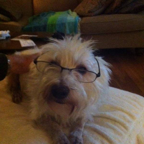 North Veterinary Specialists 1328 Buford Hwy NE, Buford, GA 30518