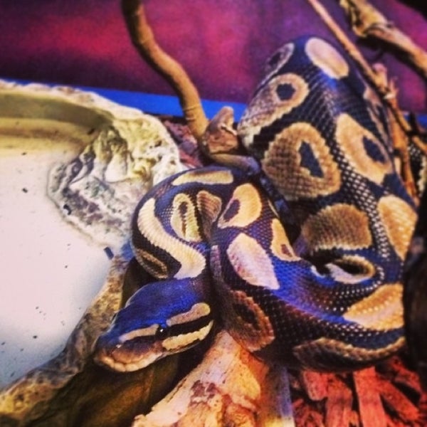 Ink Dreams Tattoo Tattoo Parlor in Bryan