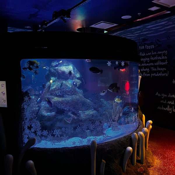 12/26/2022 tarihinde Carlos A. G.ziyaretçi tarafından SEA LIFE Grapevine Aquarium'de çekilen fotoğraf
