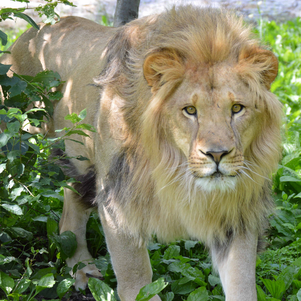 Utica Zoo Zoo in Utica