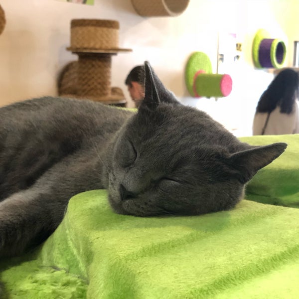 6/24/2018にPaul T.がThe Cat Cafeで撮った写真