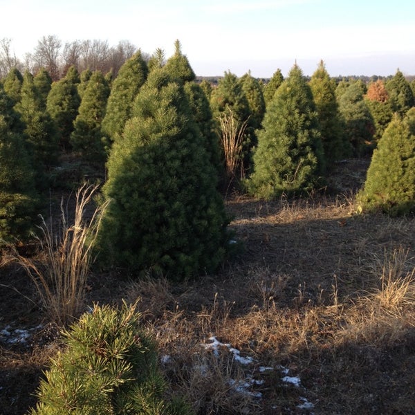 Eby Pines Christmas Tree Lot Bristol In