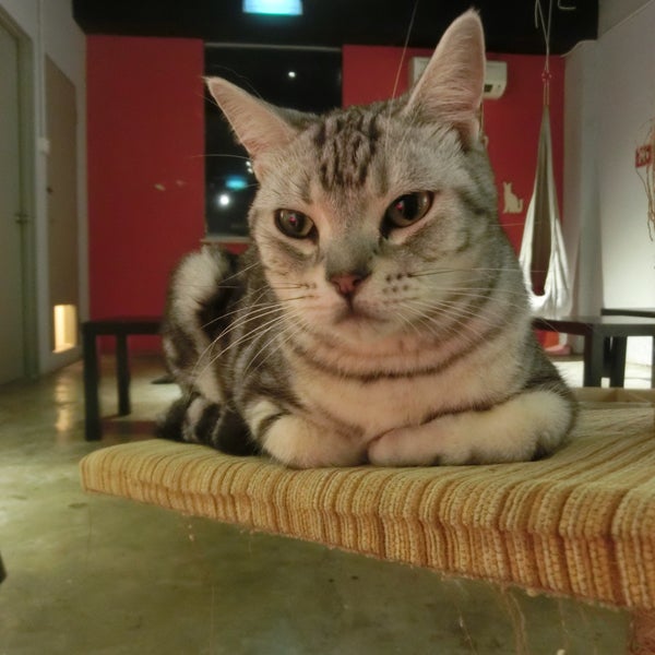 The cat are unfriendly and all they wanted to do is sleep . Dont expect anything , the food are average , i suggest buying only one cup of coffee because you only came here to see the cat