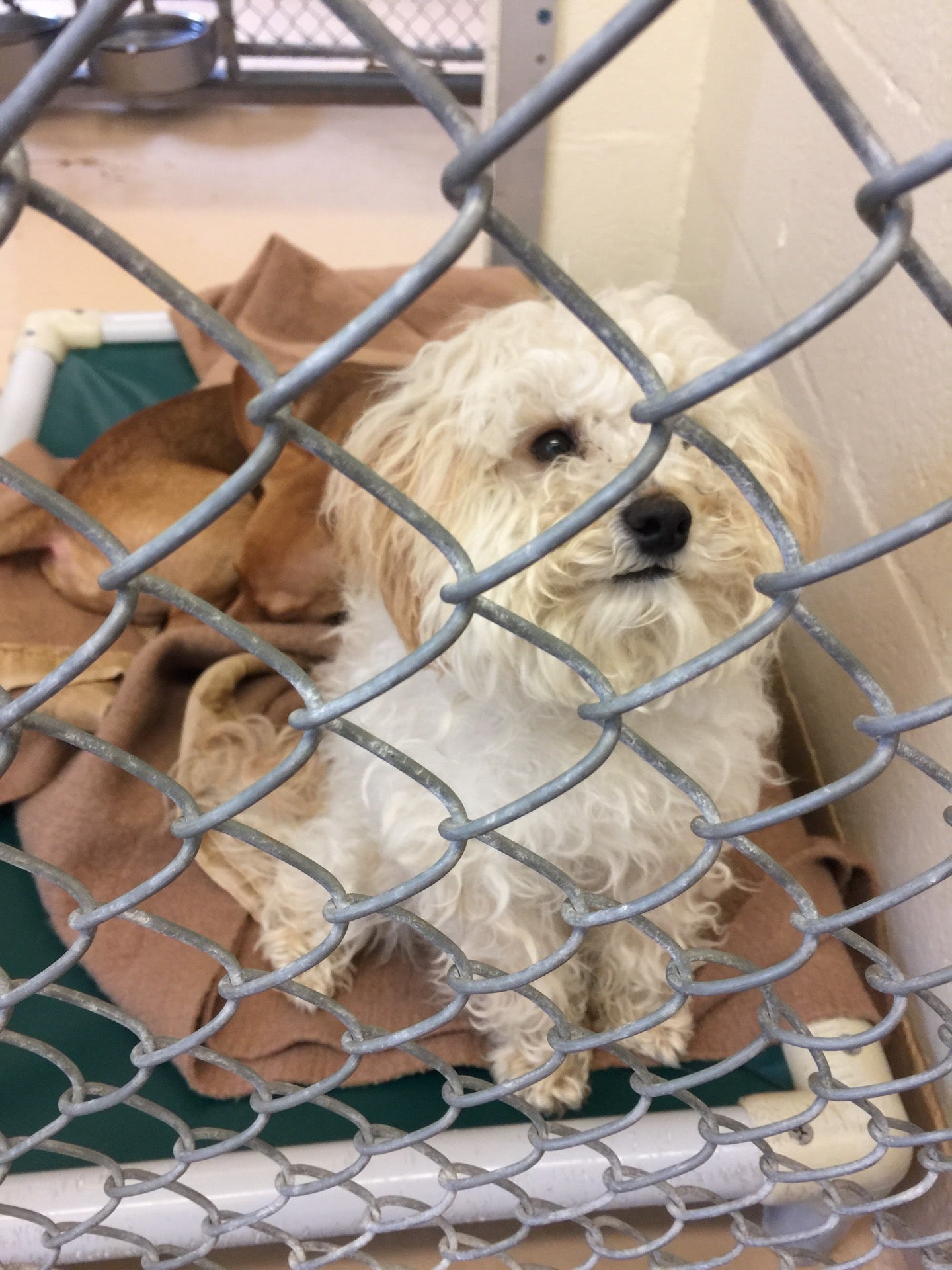 Tri City Animal Shelter Building In Fremont