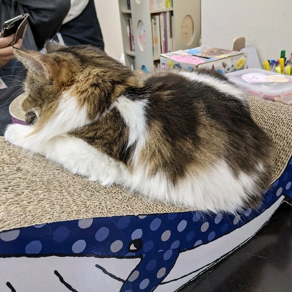 Cat Cafe にゃんこと Pet Cafe In 高田馬場 Cat Cafe にゃんこと Pet Cafe In 高田馬場