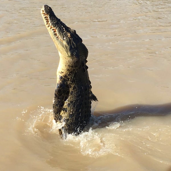 Adelaide River Queen Jumping Crocs River