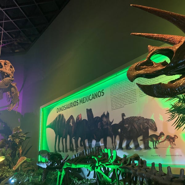 Fotos en Museo de Historia Natural José Narciso Rovirosa 11 tips