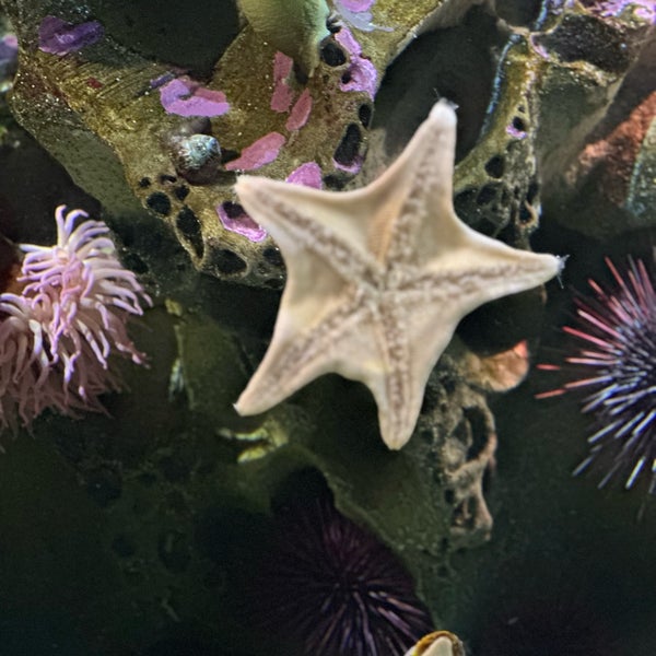 Снимок сделан в New England Aquarium пользователем Jeff K. 8/20/2023