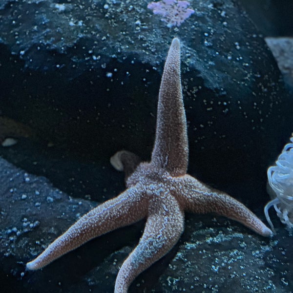 8/20/2023にJeff K.がNew England Aquariumで撮った写真