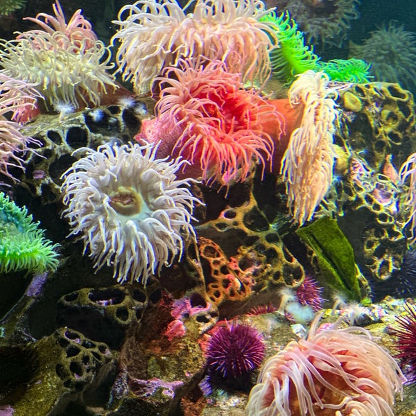 Снимок сделан в New England Aquarium пользователем Jeff K. 8/20/2023