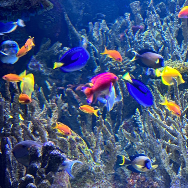8/20/2023 tarihinde Jeff K.ziyaretçi tarafından New England Aquarium'de çekilen fotoğraf