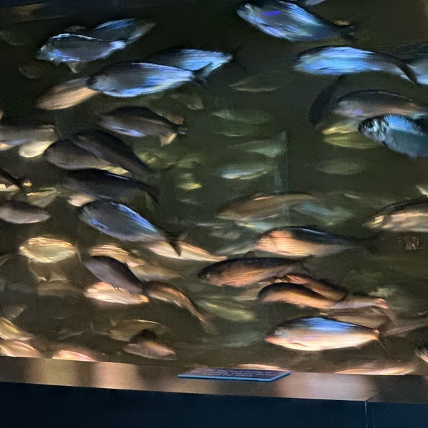 8/20/2023에 Jeff K.님이 New England Aquarium에서 찍은 사진