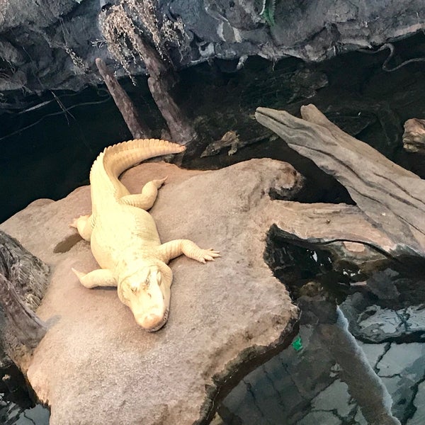 Photo taken at Claude the Albino Alligator by Jeff W. on 12/23/2018