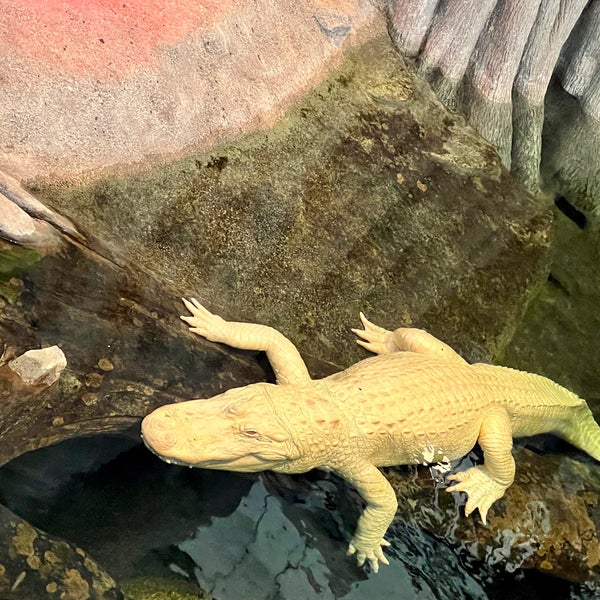 Photo taken at Claude the Albino Alligator by Jeff W. on 5/28/2022