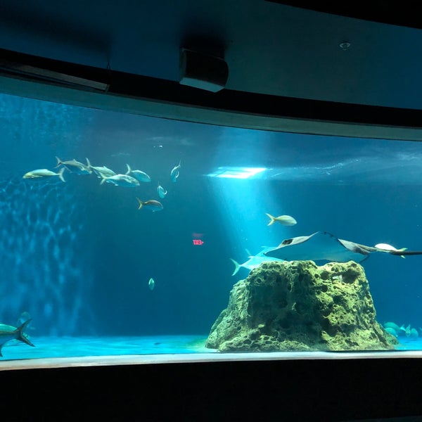 Foto tirada no(a) OdySea Aquarium por Jeff W. em 11/25/2019