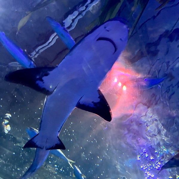 Foto diambil di Aquarium of the Bay oleh Jeff W. pada 6/5/2022