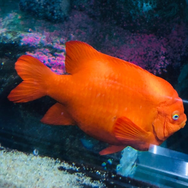 Das Foto wurde bei Aquarium of the Bay von Jeff W. am 8/3/2019 aufgenommen