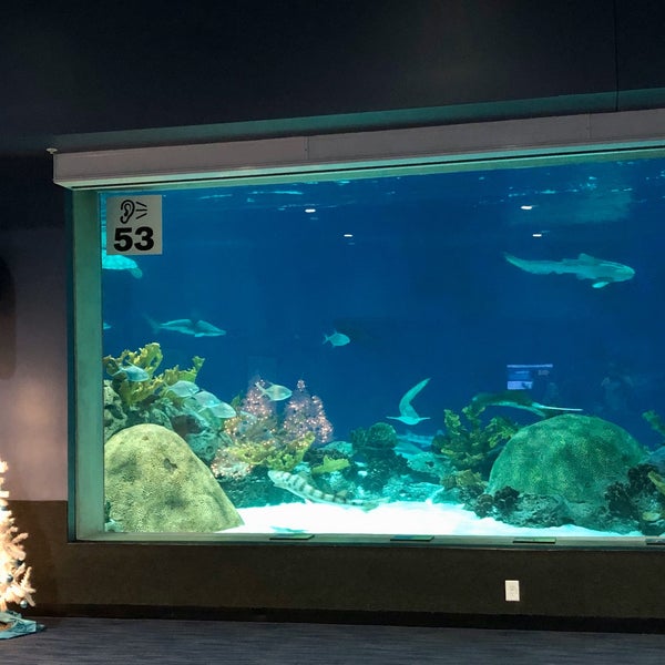 Снимок сделан в OdySea Aquarium пользователем Jeff W. 11/25/2019