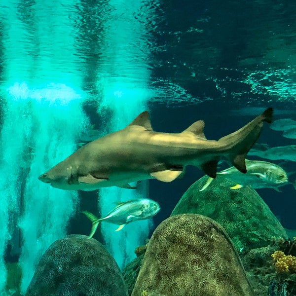 11/25/2019にJeff W.がOdySea Aquariumで撮った写真