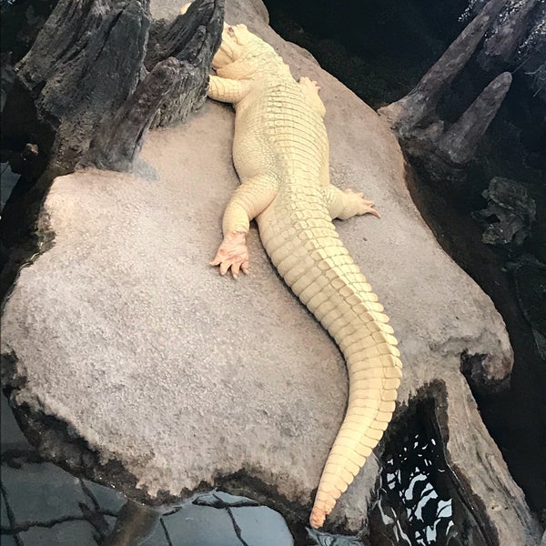 Photo taken at Claude the Albino Alligator by Jeff W. on 2/10/2019