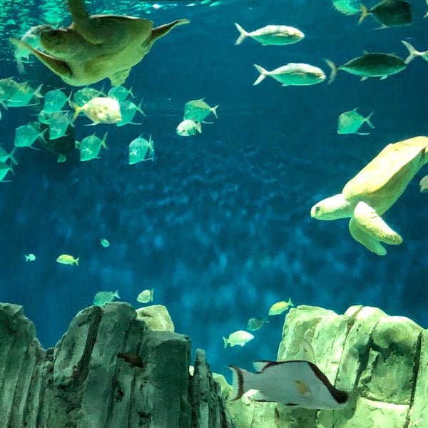 รูปภาพถ่ายที่ OdySea Aquarium โดย Jeff W. เมื่อ 11/25/2019