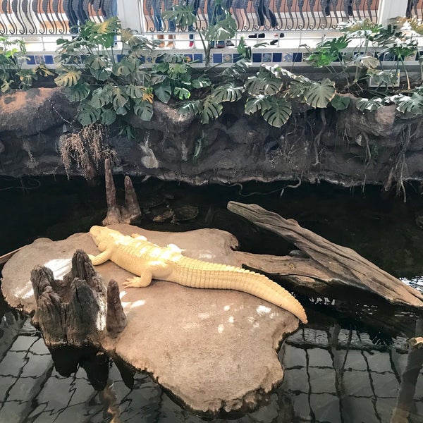 Photo taken at Claude the Albino Alligator by Jeff W. on 1/13/2019