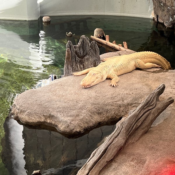 Photo taken at Claude the Albino Alligator by Jeff W. on 11/27/2021