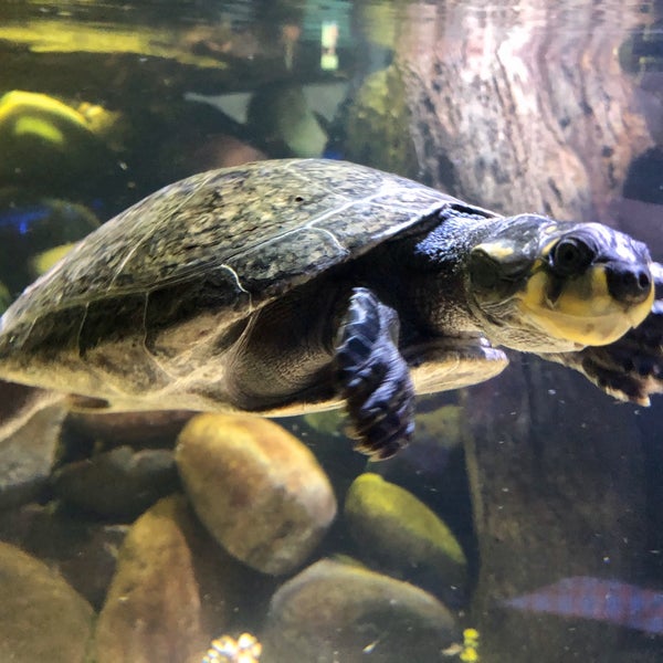 Foto tirada no(a) OdySea Aquarium por Jeff W. em 11/25/2019