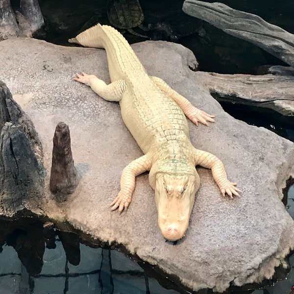 Photo taken at Claude the Albino Alligator by Jeff W. on 5/6/2018
