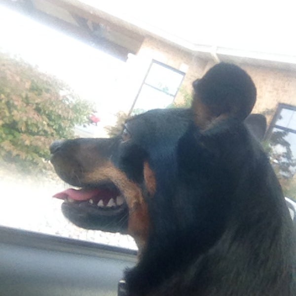 Animal House Grooming Center 2 Tips