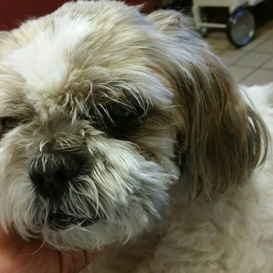 Photos At Garden State Veterinary Specialists 7 Tips