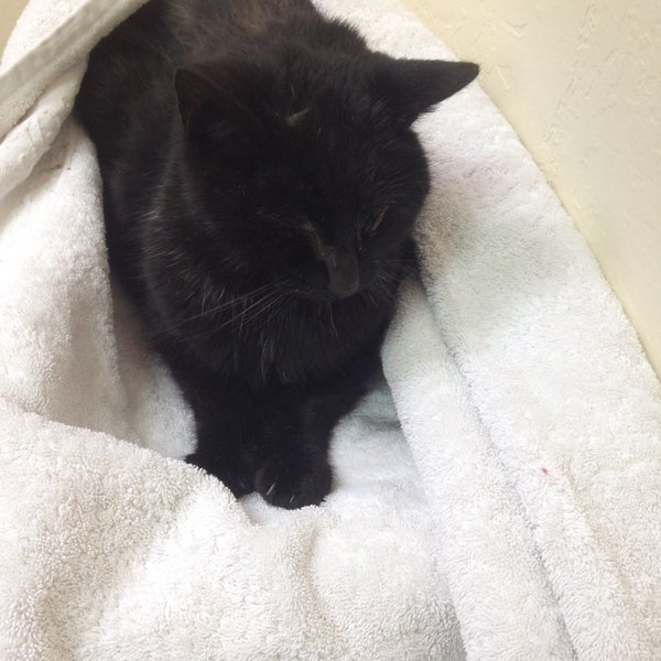 vca winchester animal hospital