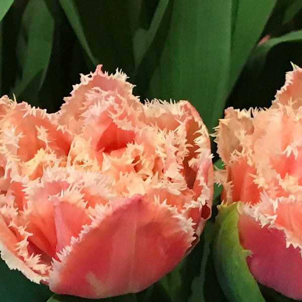 Das Foto wurde bei Amsterdam Tulip Museum von Мария М. am 10/24/2018 aufgenommen