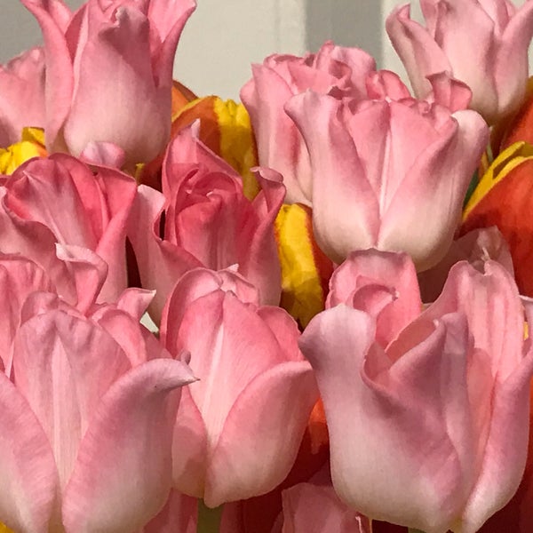 Photo prise au Amsterdam Tulip Museum par Мария М. le10/24/2018