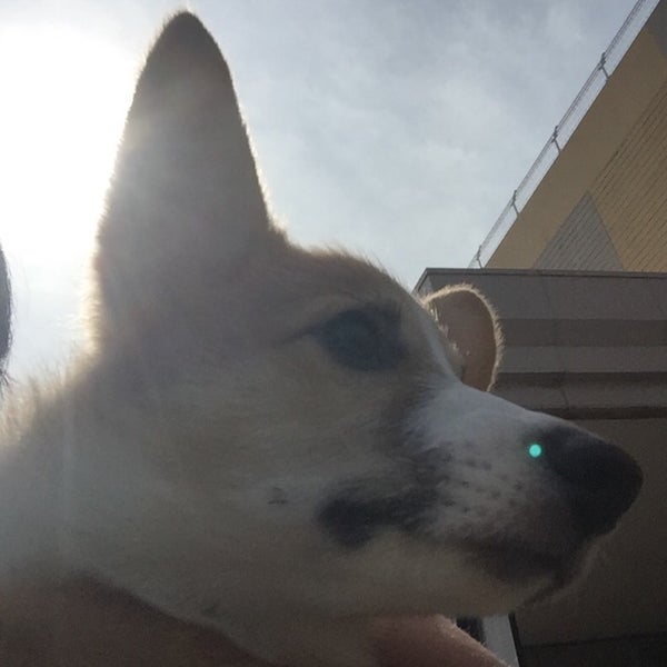 かわはた動物病院 7 Visitors