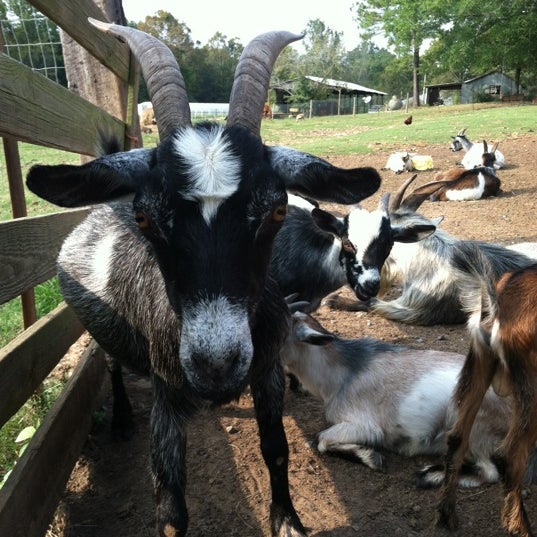 Photos at Old Baker Farm Harpersville, AL