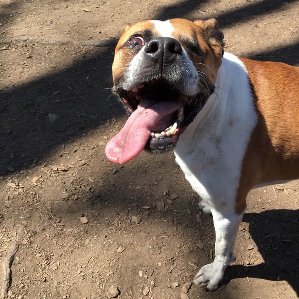 McCarren Dog Park Williamsburg Brooklyn, NY