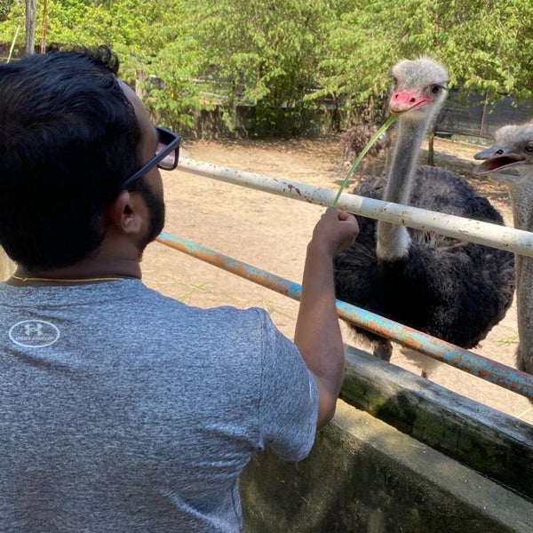 Pd Ostrich Farm Port Dickson Negeri Sembilan