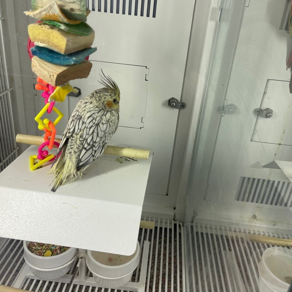 Petco Pet Supplies Store in Forest Hills