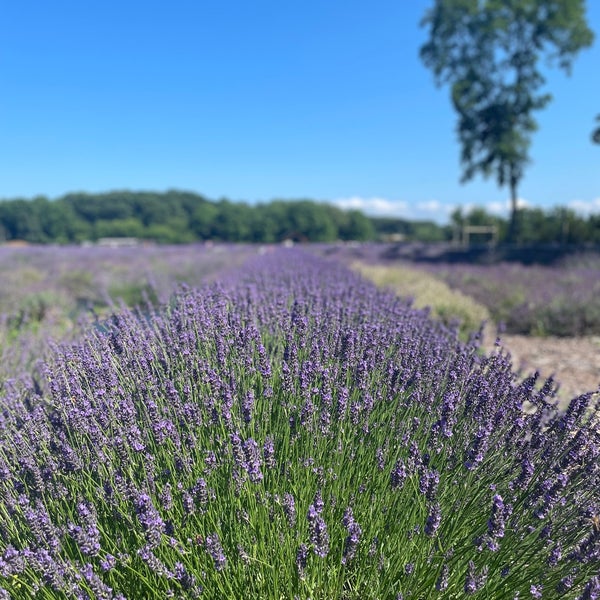 Photo taken at Lavender By the Bay - New York&#39;s Premier Lavender Farm by Dave F. on 7/8/2023