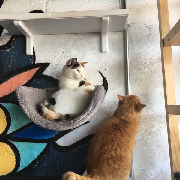 Снимок сделан в Java Cats Café пользователем Rosie Mae 9/24/2017