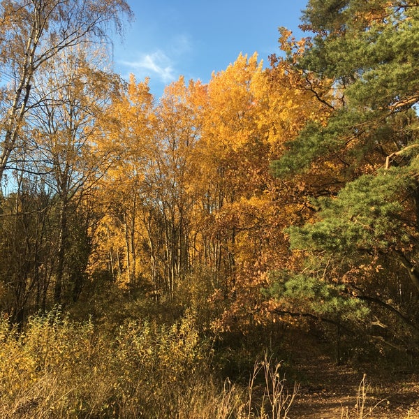 Лесное озеро Подушкинский лес