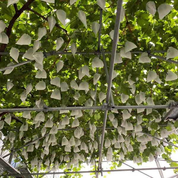 Photos At 宿沢フルーツ農園 Farm In 甲州市