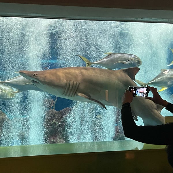 Das Foto wurde bei OdySea Aquarium von Victoria M. am 1/16/2022 aufgenommen