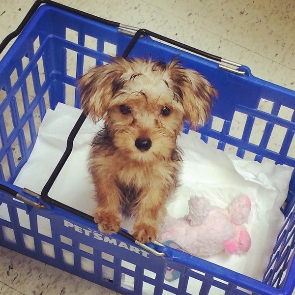 Photos at PetSmart Southeast Jacksonville 8801 Southside Blvd