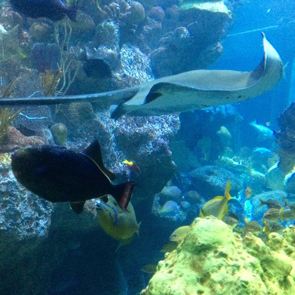 Foto tirada no(a) New England Aquarium por Bill H. em 4/25/2015