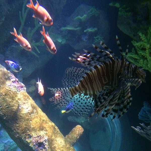 Foto tirada no(a) SEA LIFE Charlotte-Concord Aquarium por Welldressedgeek em 4/23/2014