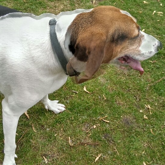 Grand haven dog park Dog Park in Grand Haven